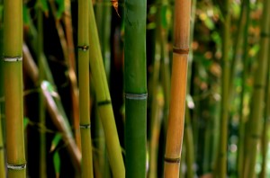 bambou1