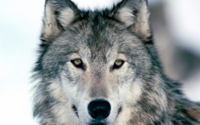 T’en n’as pas marre d’être confiné?